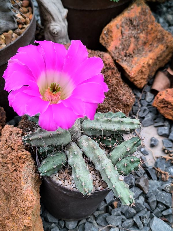 Echinocereus pentalophus