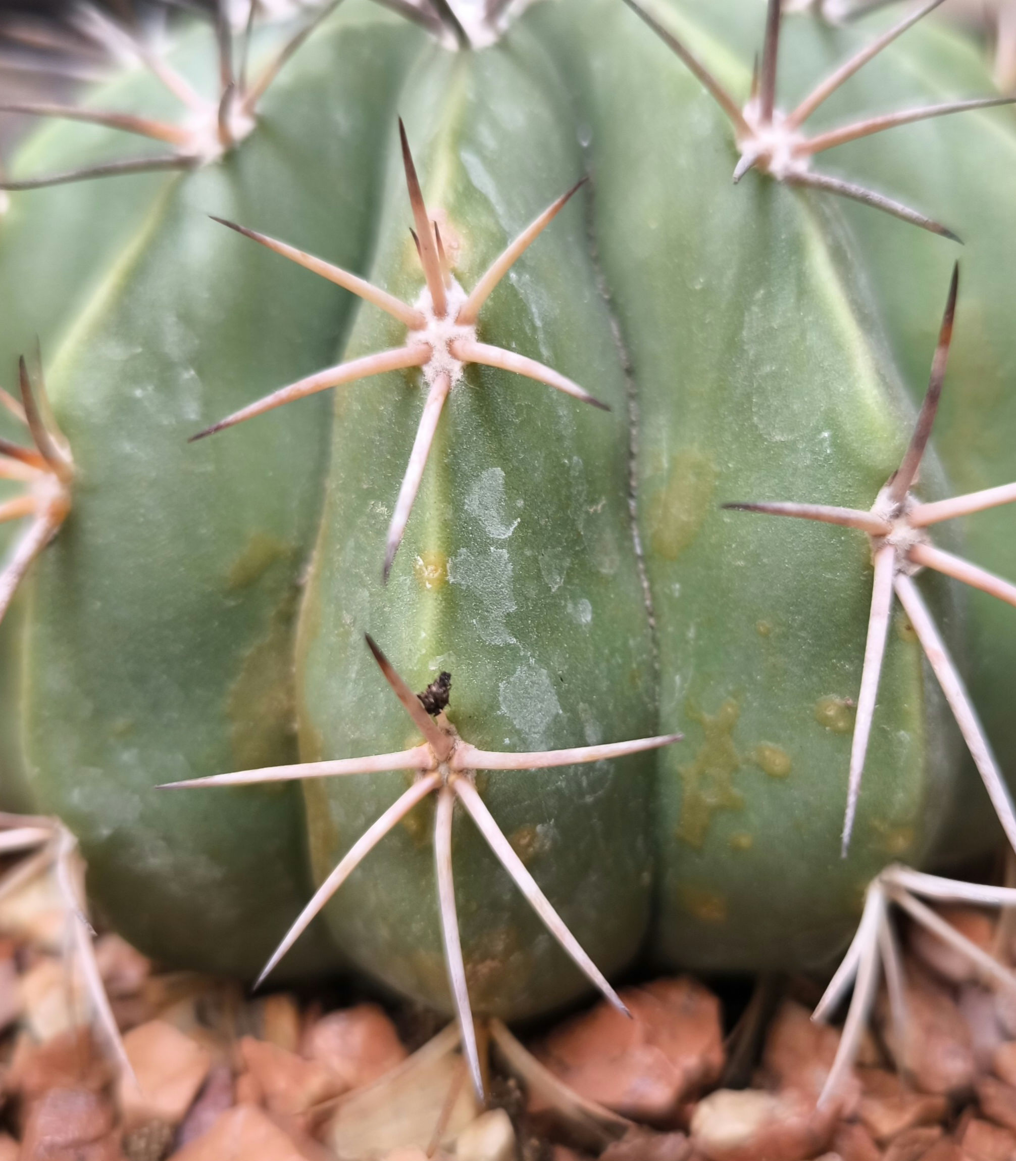 Melocactus curvispinus.jpg