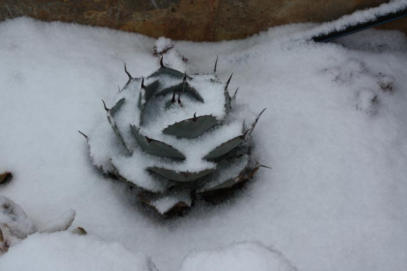 Cactus nieve (4).jpg
