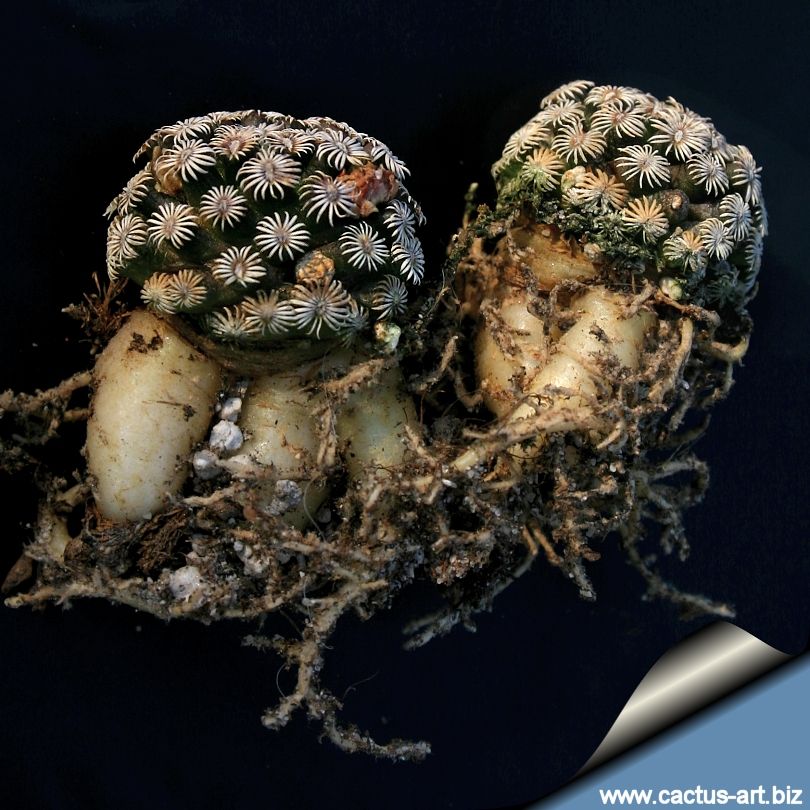 Mammillaria Hernandezii