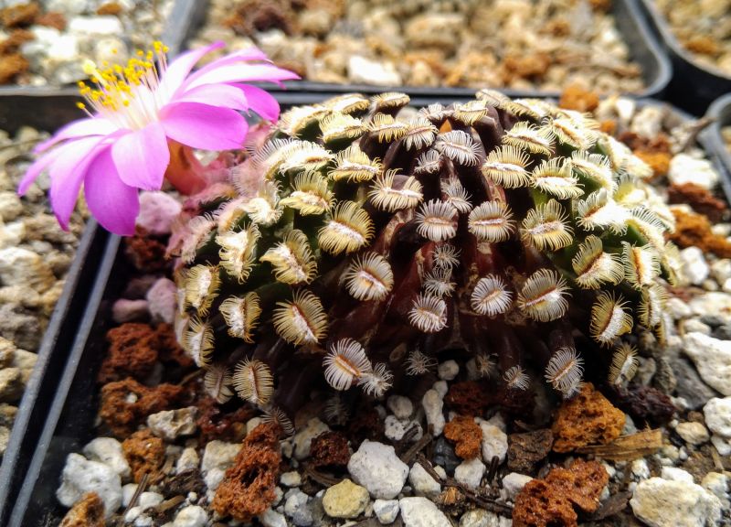 Mammillaria Bertholdi