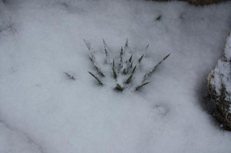 Cactus nieve (5).jpg