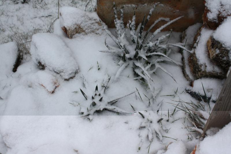 Cactus nieve (6).jpg
