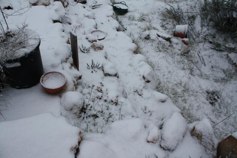 Cactus nieve (7).jpg