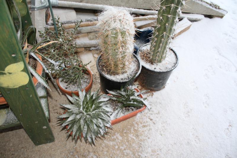 Cactus general.jpg