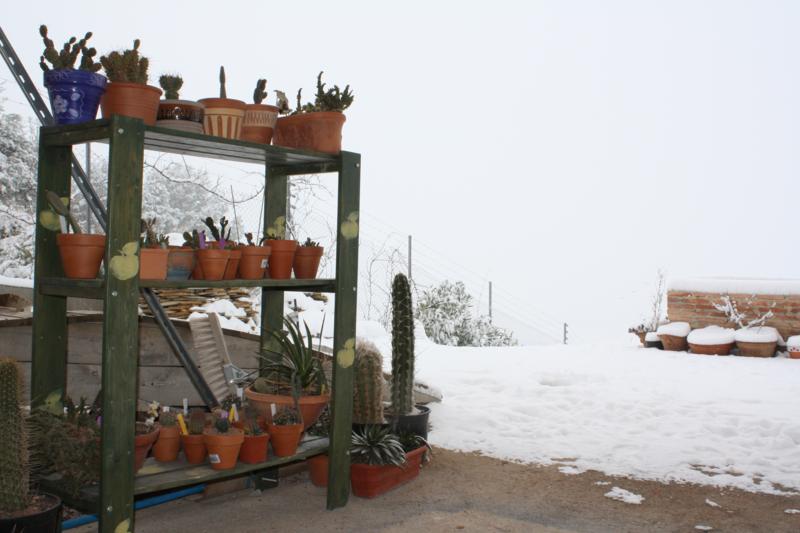 Cactus general (1).jpg