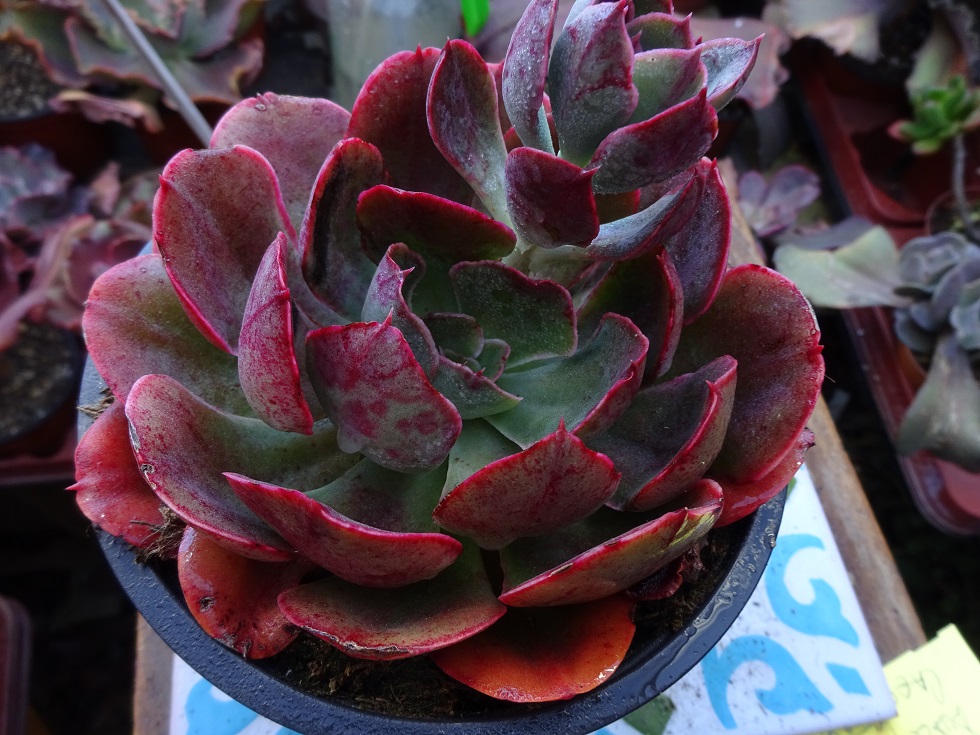 Echeveria Painted Frills.JPG
