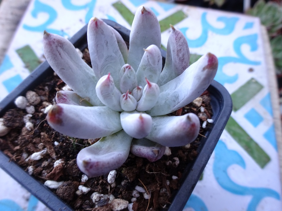 Echeveria  unguiculata ,.JPG