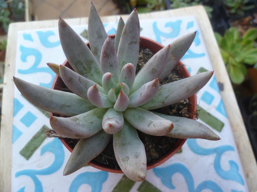 Echeveria unguiculata ..JPG