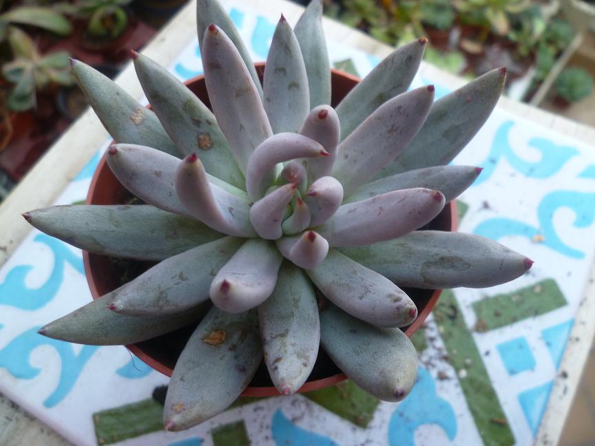 Echeveria unguiculata.JPG