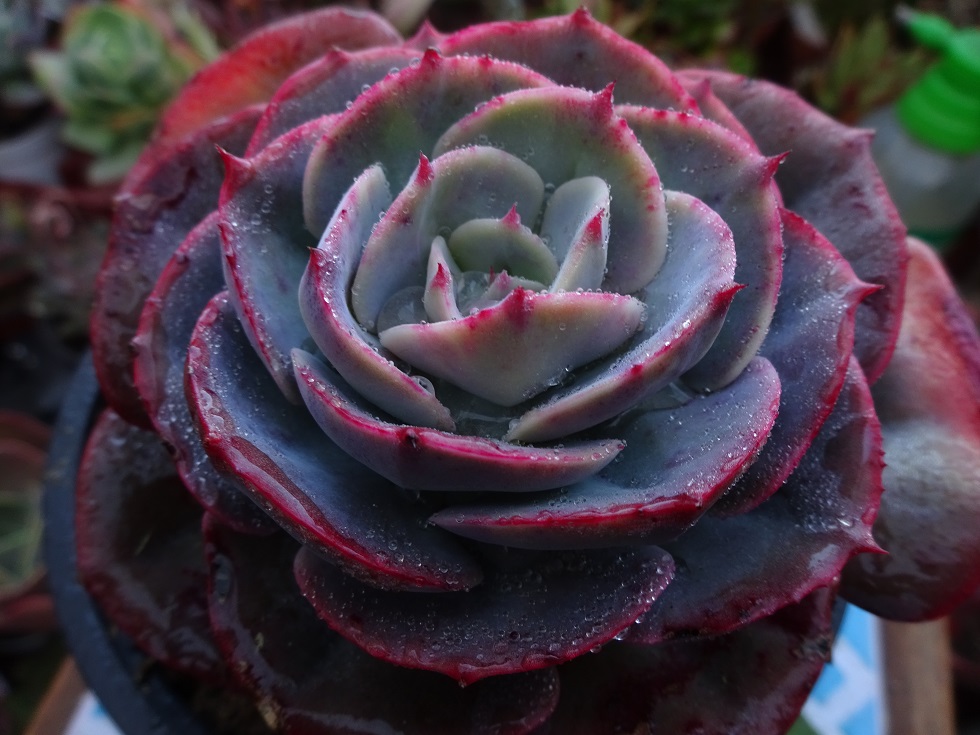 Echeveria Cassyz.JPG