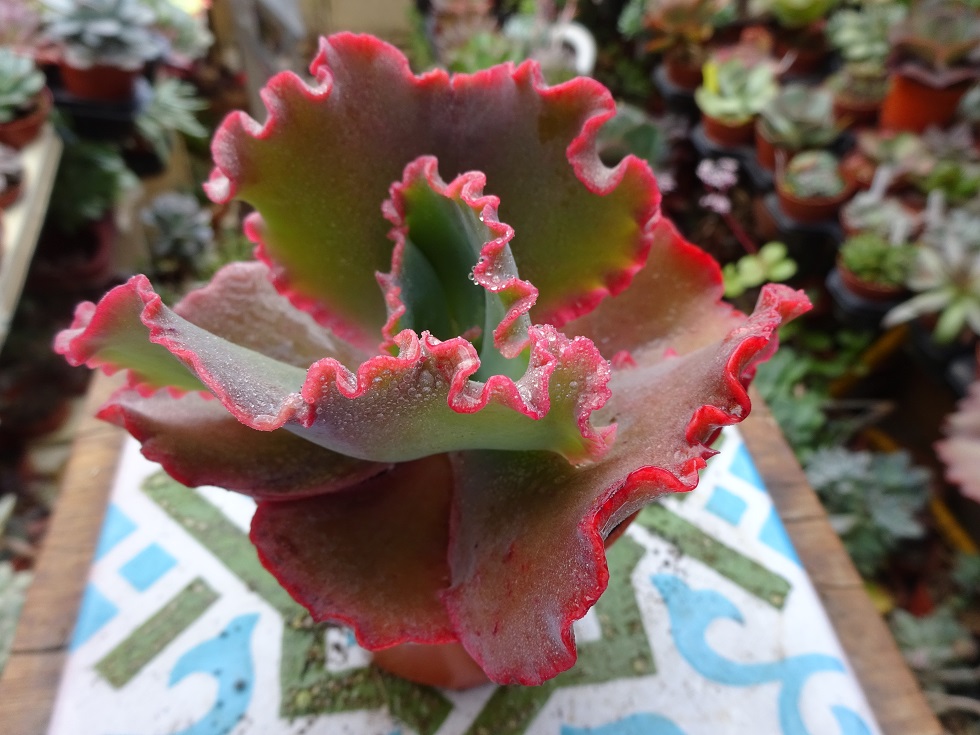 Echeveria Cinderella.JPG