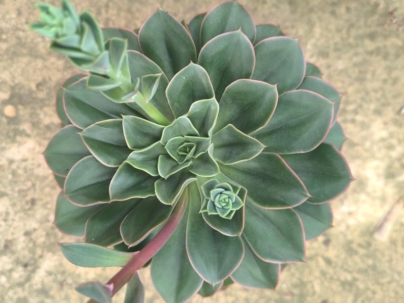 Echeveria sp
