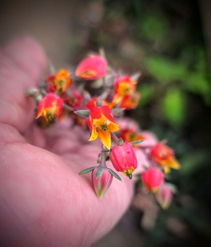 Echeveria sp flor