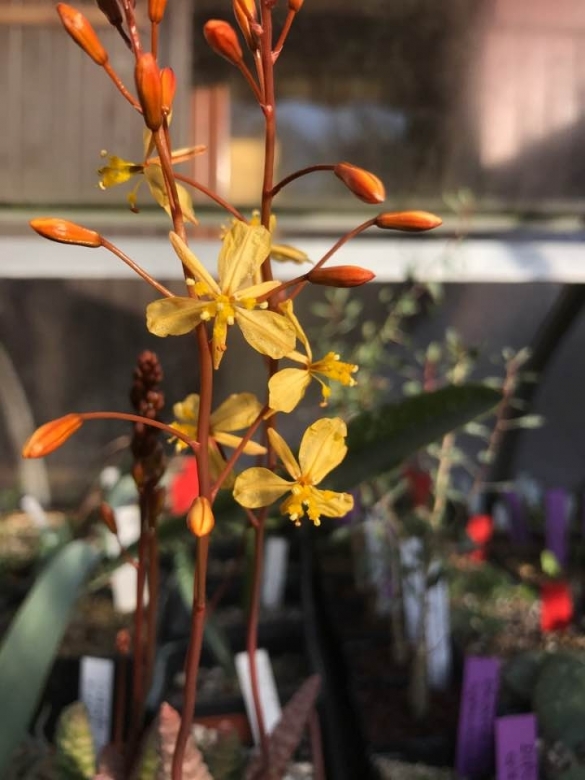Bulbine_bruynsii_29005_l.jpg