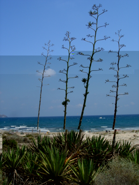 DSC01444.JPG