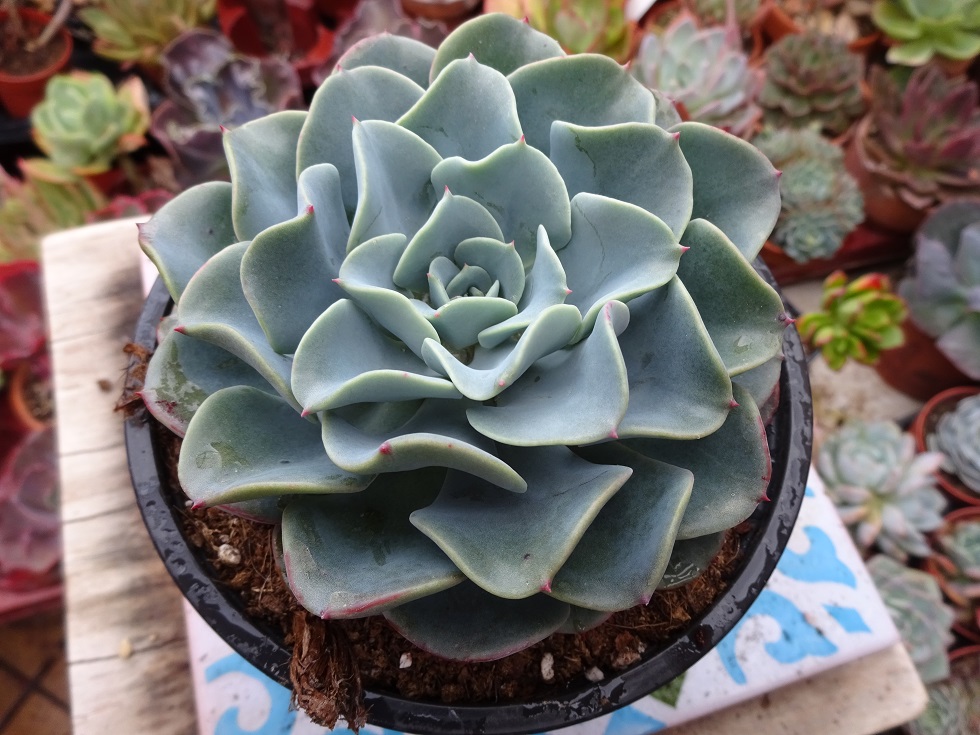 Echeveria Swirl ( A Renee O'Connell's hybrid ).JPG