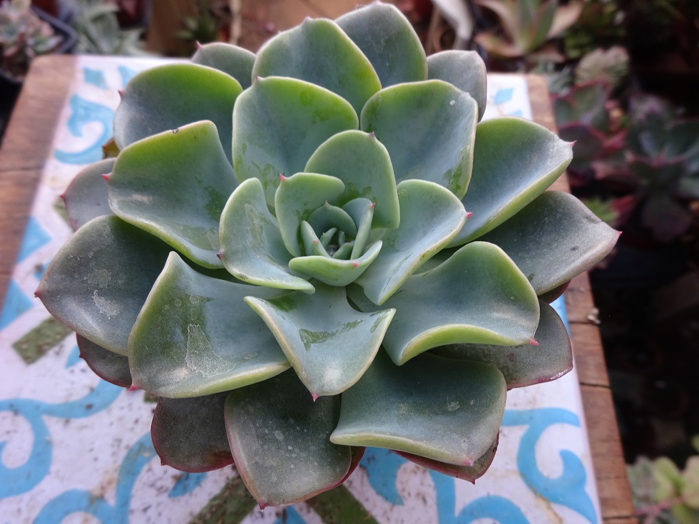 Echeveria Swirl ( by Renee O'Connell).JPG