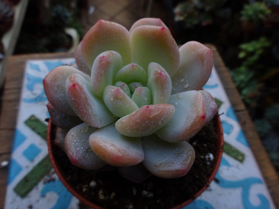 Echeveria Monroe x laui.JPG