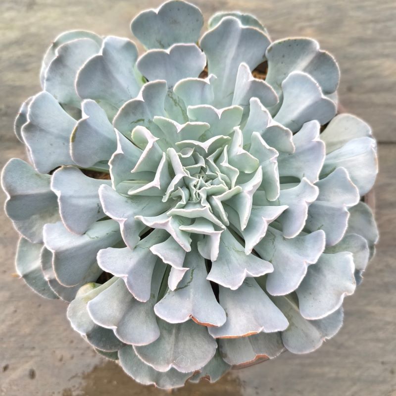 Echeveria "Swan Lake"