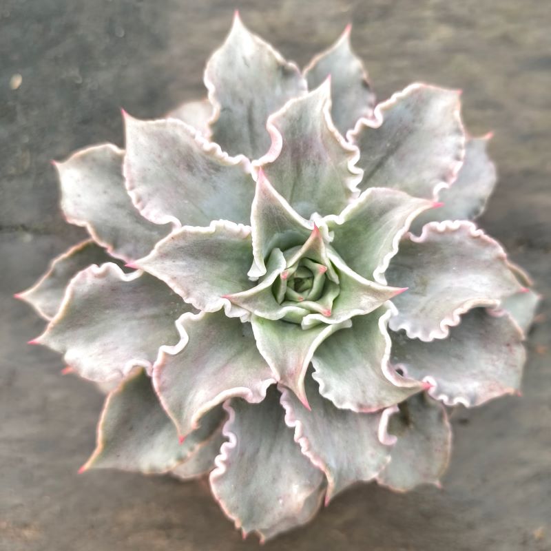 Echeveria "Madiba"
