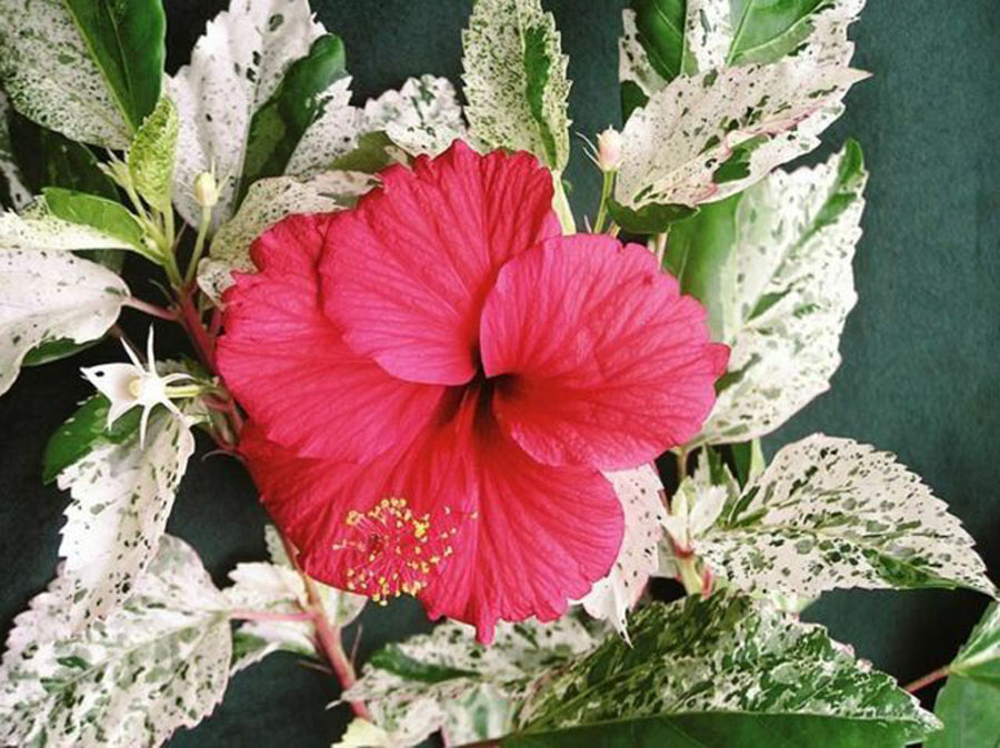 Hibiskus_snow_queen-1.jpg