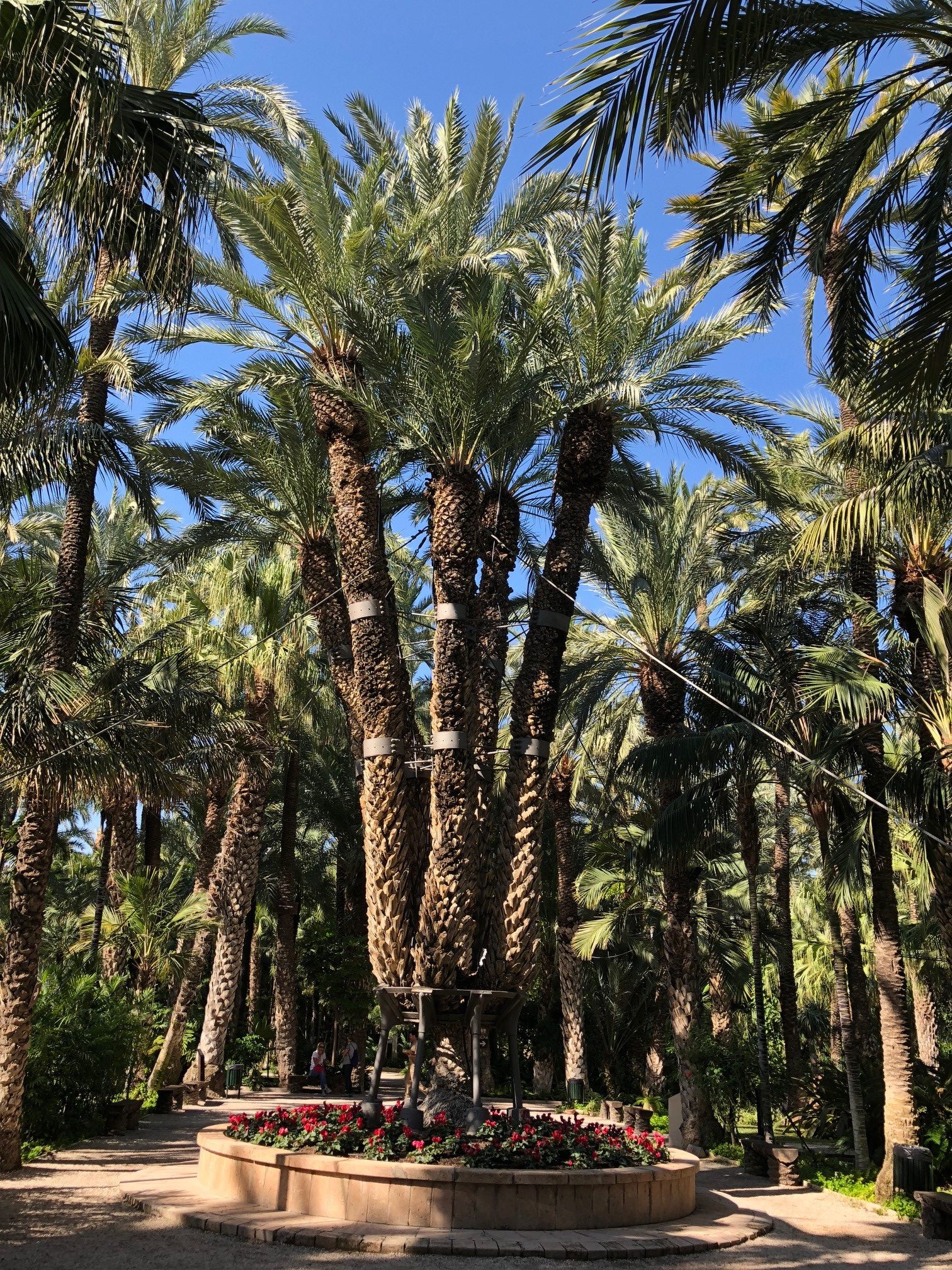 Palmera-Imperial-Elche-e1540814953782.jpg