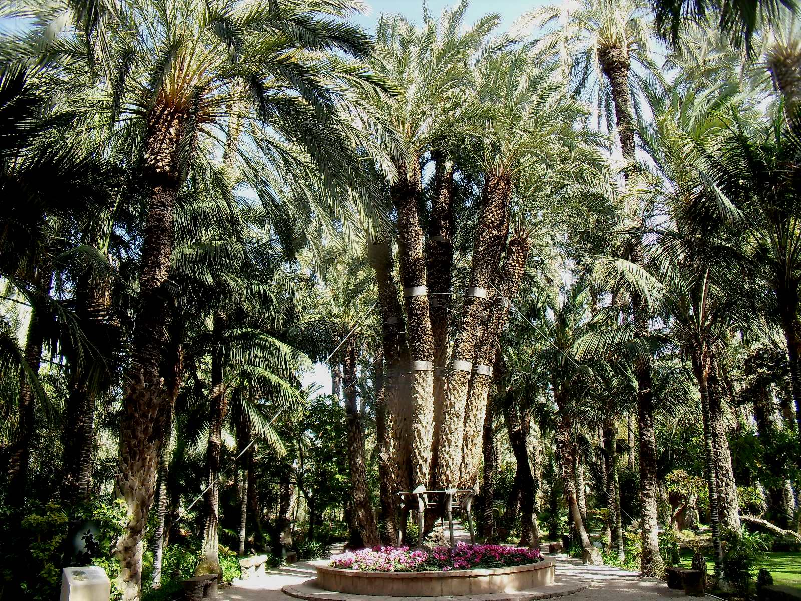 Palmera-Imperial-de-Elche-2.jpg