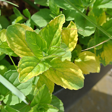 Mentha-gracilis-Variegata-Ingefarsmynta-1.jpg