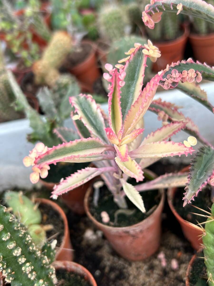eng_pl_Kalanchoe-daigremontiana-Pink-Butterflies-5076_1.jpg