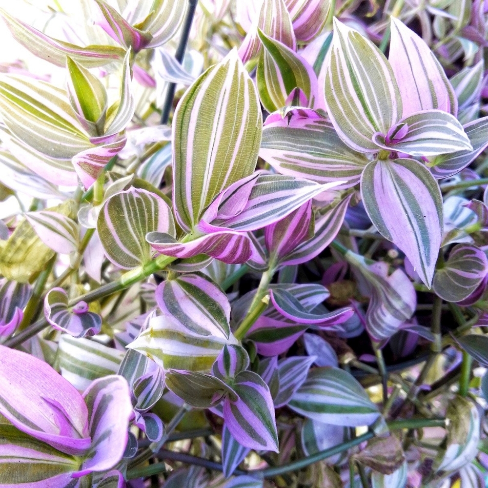 tradescantia-zebrina-p4821-37958_image.jpg