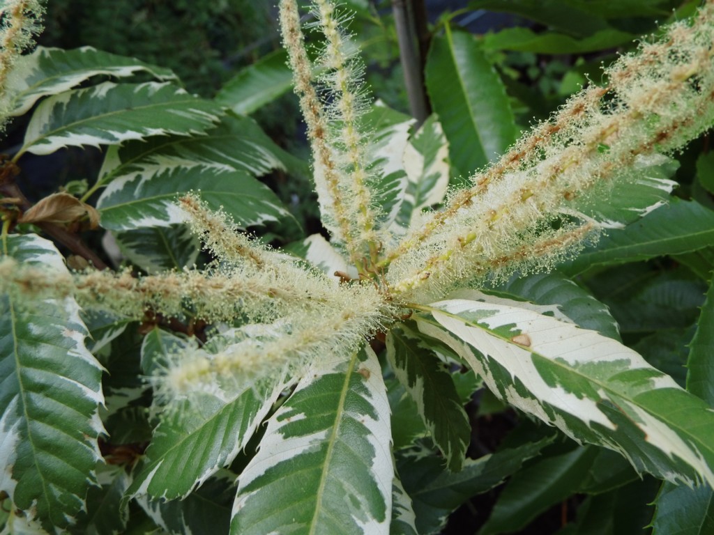 castanea_sativa_variegata-bluete3.jpg