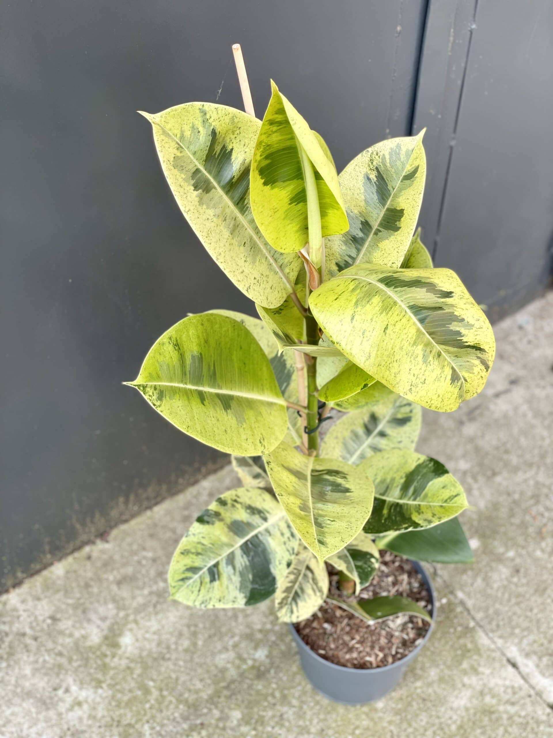 ficus-elastica-moonshine_21x80-2_1631345992-scaled.jpg