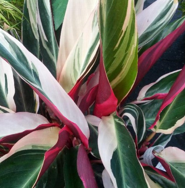 Variegated-Ginger-‘Triostar-2.jpg