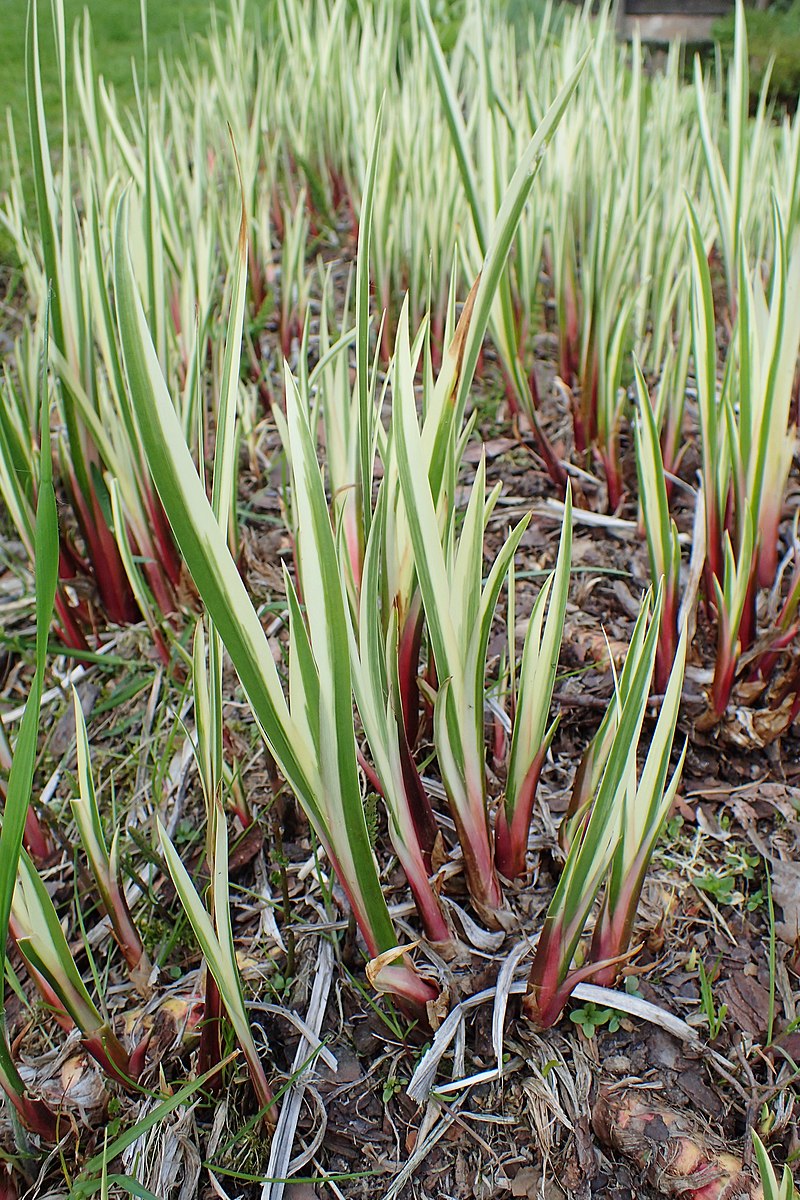 800px-Acorus_calamus_'Variegatus'_kz03.jpg