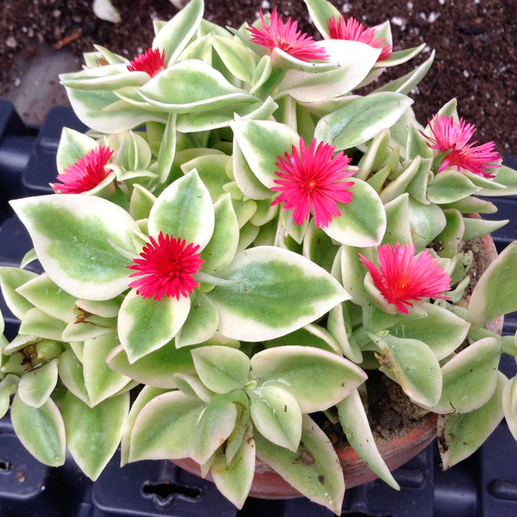 Aptenia-cordifolia-variegata.jpg