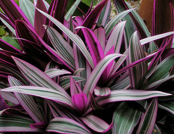 rhoeo-spathacea_2.jpg