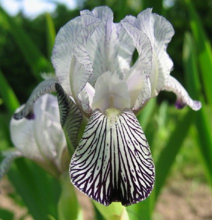 IrisVariegataReginae.jpg