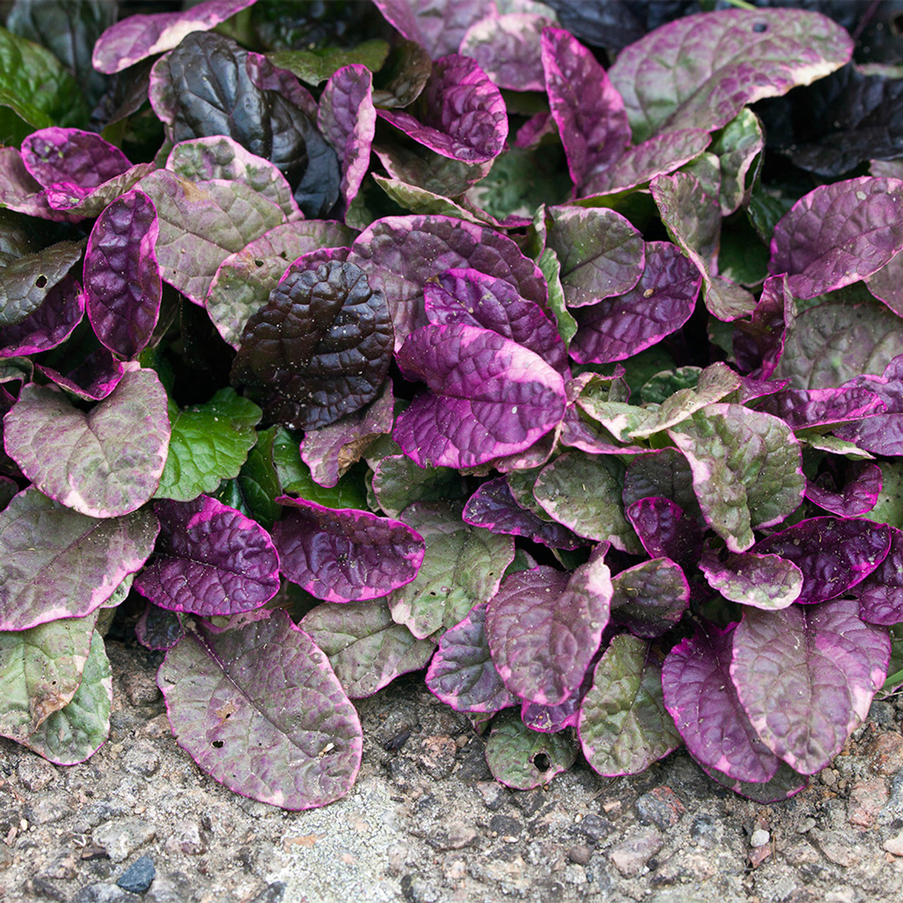 Ajuga_reptans_Burgundy_Glow_0001318__57664.jpg