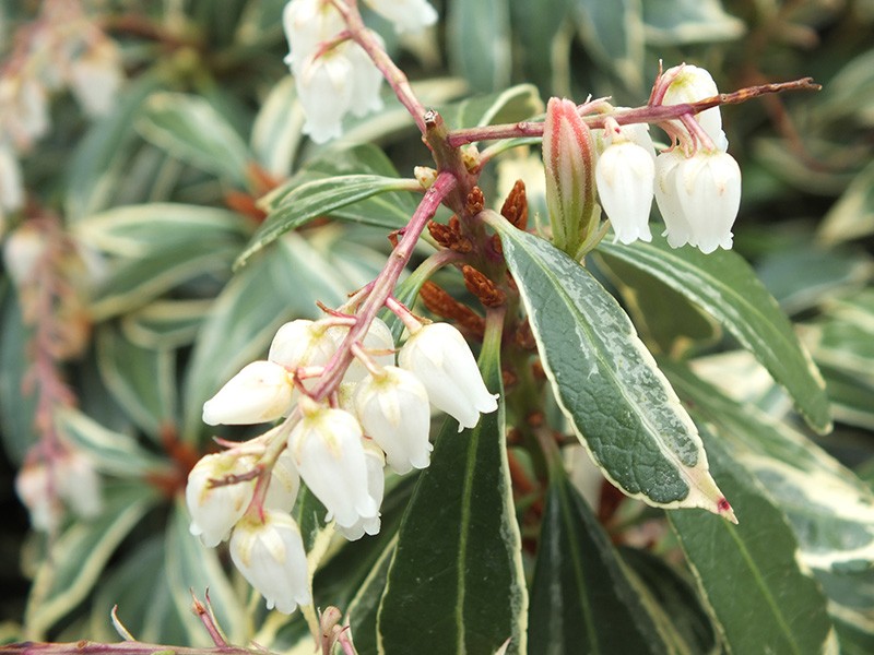 pieris_japonica_variegata_k.jpg
