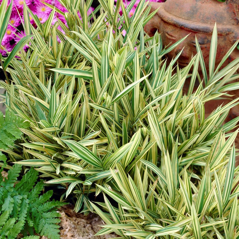pleioblastusvariegatus.jpg