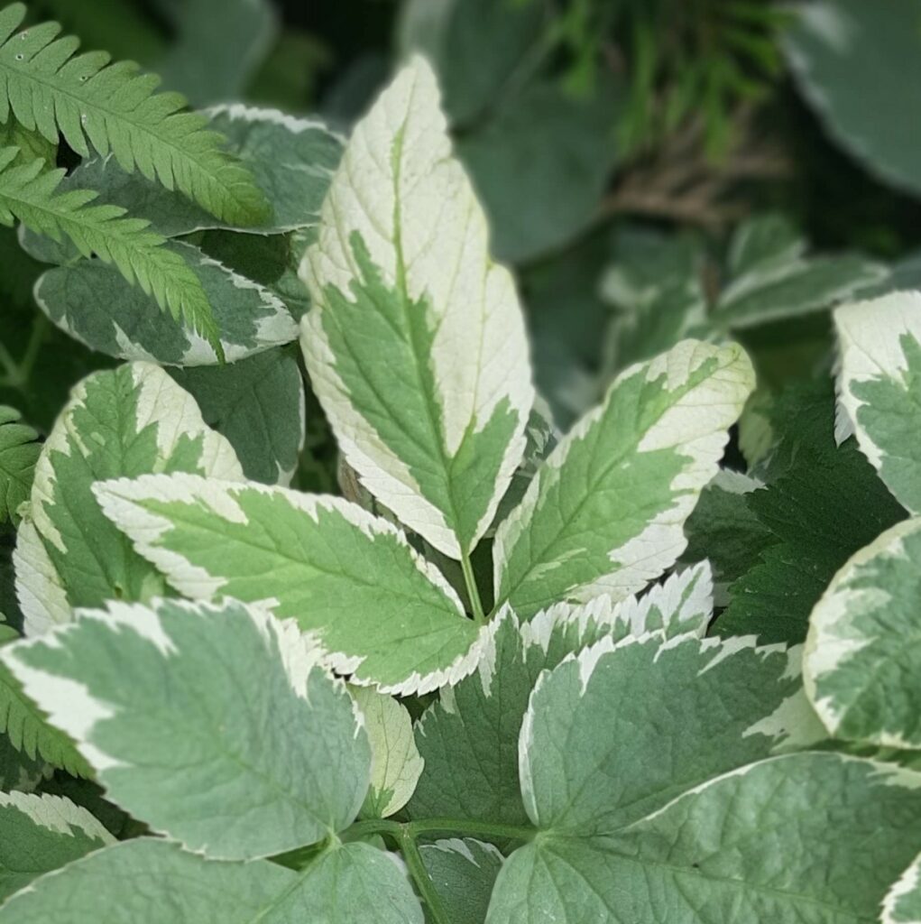 4-Leaves-2-CROPPED-1021x1024.jpg