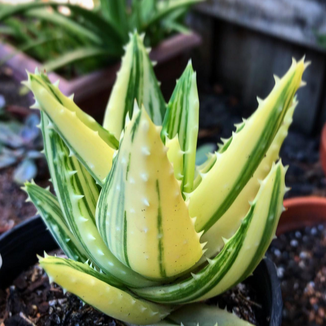 aloe-mitriformis-variegata-2.png