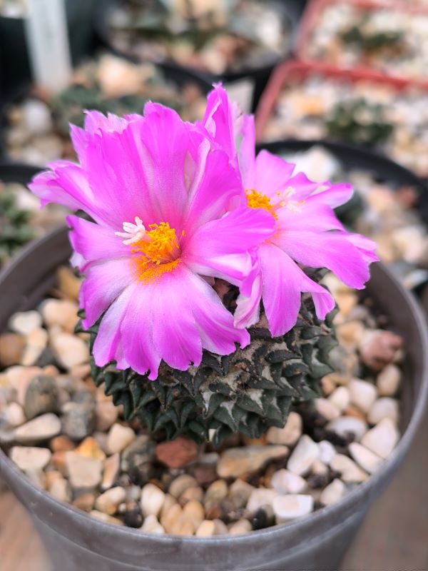 Ariocarpus kotschoubeyanus v albiflorus