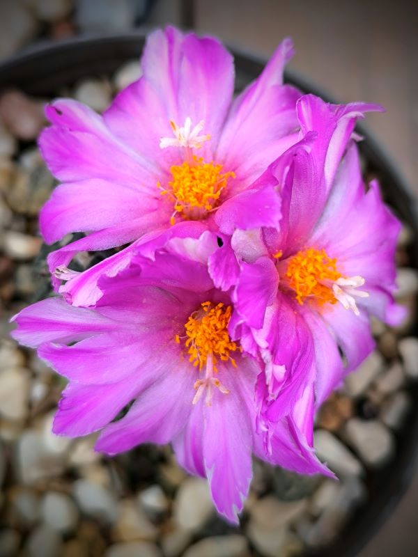 Ariocarpus kotschoubeyanus v albiflorus