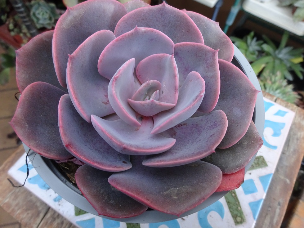 Echeveria Dusty Rose.JPG
