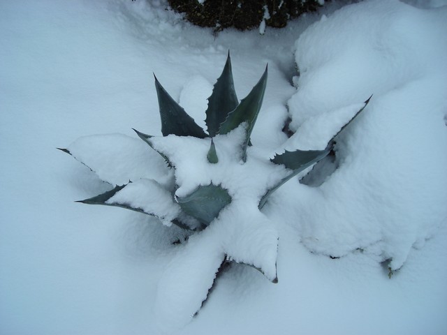 Agave americana.