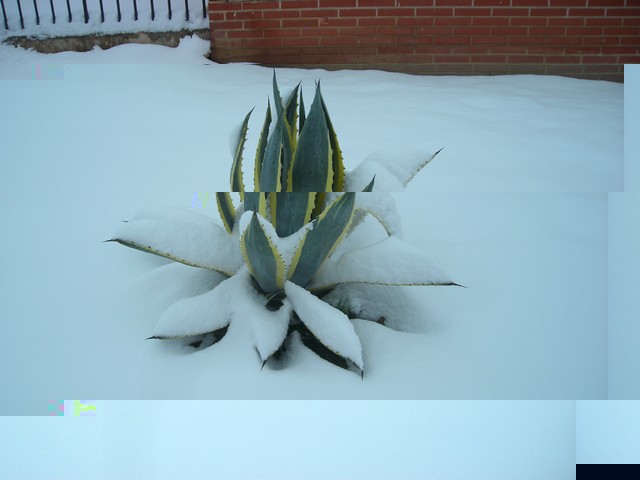 Agave americana variegata.