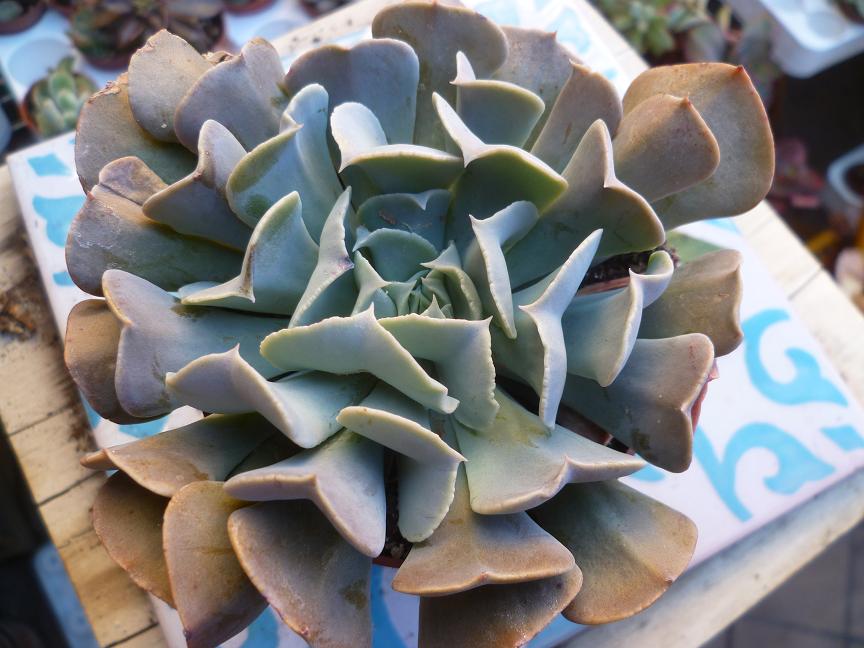 Echeveria Swan Lake (E. runyonii 'Topsy Turvy' x E. shaviana).JPG
