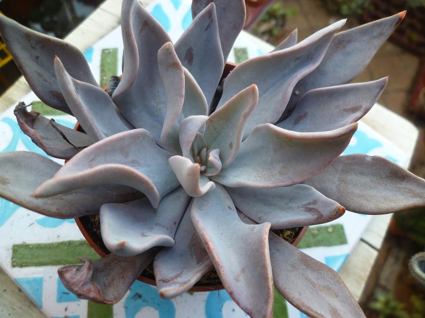 Echeveria lyonsii.JPG
